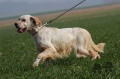 Setter Anglais EIBAR DE ROC'MIGNON Setter Anglais EIBAR DE ROC'MIGNON